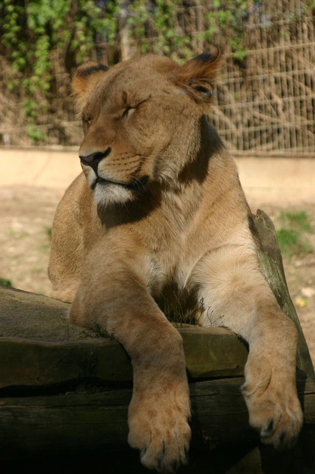 2011040701543115_k-Zoo & Jana 005.jpg